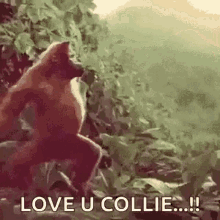 ape dancing ape dance love u collie