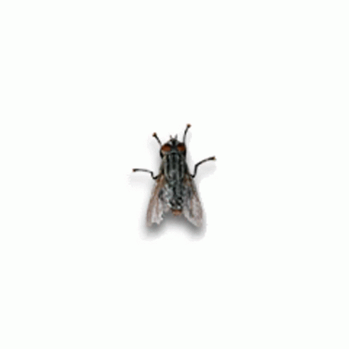 Laron Lalat GIF - Laron Lalat Serangga GIFs