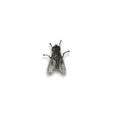 Laron Lalat GIF