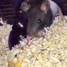 Rat Animal GIF - Rat Animal Eating GIFs