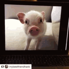 Pig Piglet GIF - Pig Piglet Surprise GIFs