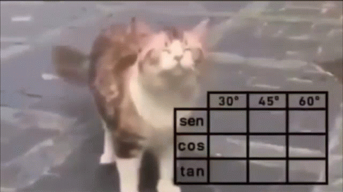 cat-trigonometry-gif