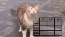 Cat Trigonometry GIF - Cat Trigonometry Table GIFs