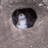 a rabbit is laying in a hole with grapes