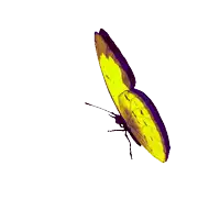 a yellow butterfly with purple wings is flying in the air