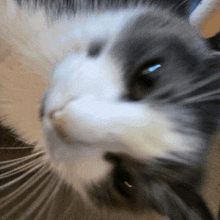 a close up of a gray and white cat 's face