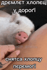 a white pig with a pink nose is laying on a woman 's breast