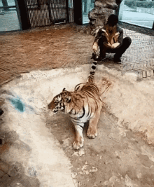 Tiger Zoo GIF
