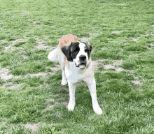a brown and white dog is standing in the grass in a field .
