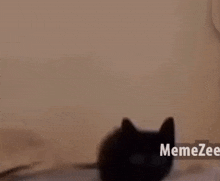 Cat Cat Meme GIF - Cat Cat Meme Cat Explosion GIFs