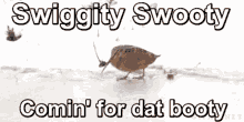 Swiggity Swooty Im Coming For That GIF - Swiggity Swooty Im Coming For That Booty GIFs