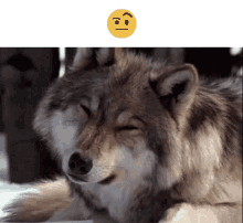 Wolf Emoji GIF - Wolf Emoji Tilt Head GIFs