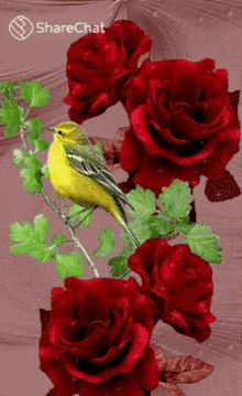 चिड़िया लालगुलाब GIF - चिड़िया लालगुलाब Flowers GIFs
