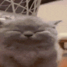 a close up of a cat 's face with a blurry background .