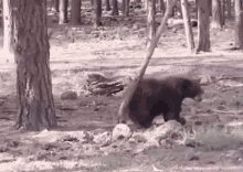 Bear Bear Scratching GIF - Bear Bear Scratching Scratching GIFs