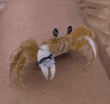 Crab Rubbing GIF - Crab Rubbing Eyes GIFs
