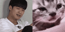 Mingyu Cat Crying Mingyu Crying Cat GIF - Mingyu Cat Crying Mingyu Crying Cat Mingyu Cat Reaction GIFs