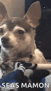 a small brown and white chihuahua dog is sitting on a blanket .