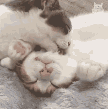 Cleaning Cat Licking GIF - Cleaning Cat Licking Relaxed GIFs