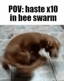 Bee Swarm Dog GIF