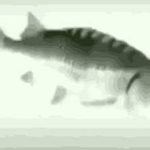 Spin Fish GIF - Spin Fish Fishing GIFs
