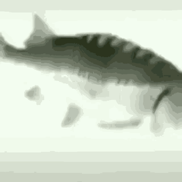 Spin Fish GIF - Spin Fish Fishing - Discover & Share GIFs