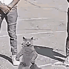 Whip Cat Whip GIF - Whip Cat Whip Whipping Cat GIFs
