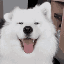 Cute Dog Samoyed GIF - Cute Dog Samoyed Dog GIFs