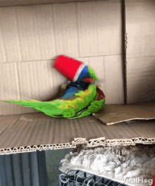 Playing Parrot Colorful Parrot GIF - Playing Parrot Colorful Parrot Parrot GIFs