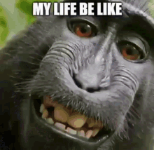 monke monkey funny mm3 bera