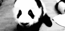 Panda Cute GIF - Panda Cute Animals GIFs