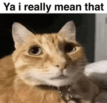 a close up of a cat wearing a collar with the words `` ya i really mean that '' .