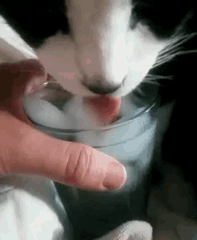 Thirsty Cat Animals GIF - Thirsty Cat Animals GIFs