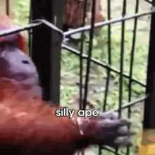 Don'T Tease An Hungry Ape GIF - Ape Orangutan Silly GIFs