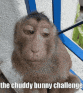 a picture of a monkey with the words the chuddy bunny challenge