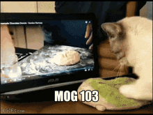 Mog103 Cat Mog GIF - Mog103 Cat Mog Mog Cat GIFs