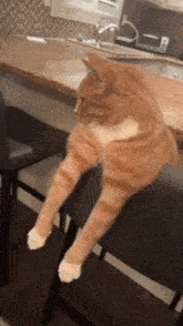 Cat Looksmaxxing GIF