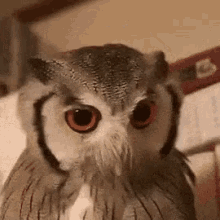 это не смешно забавно сова сердится GIF - Funny Not Owl GIFs