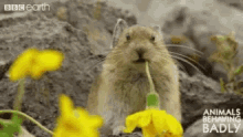 Funny Animals GIF - Funny Animals Eating GIFs