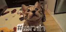 a cat is sitting on a table and looking up .