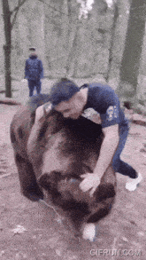 a man petting a brown bear with a gif run.com watermark