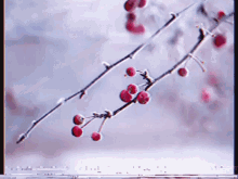 Sunsun Berry GIF - Sunsun Berry Winter GIFs