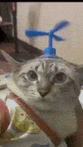 Cat Meme GIF - Cat Meme Cat Meme Face GIFs
