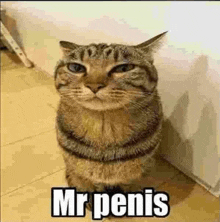 Mr Penis GIF - Mr Penis GIFs