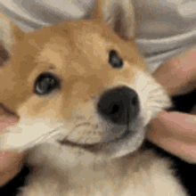 Cute Adorable GIF - Cute Adorable Dog GIFs