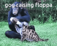 gog gogcord floppa big floppa monkey