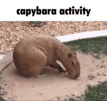 Brickrigs Capybara GIF - Brickrigs Capybara Capybara Activity GIFs