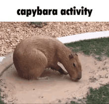 CapCut_meme da capivara