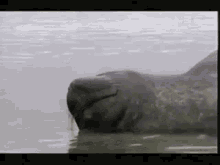 Seal Tired GIF - Seal Tired Smh GIFs