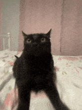 a black cat is standing on its hind legs on a bed looking at the camera .